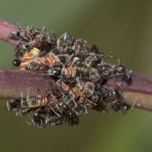 Eurymeloides pulchra at Hawker, ACT - 10 Feb 2019 03:09 PM