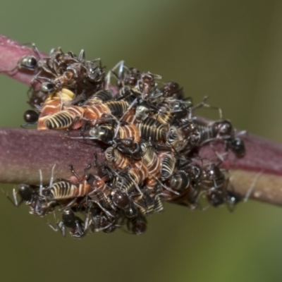 Eurymeloides pulchra (Gumtree hopper) at Hawker, ACT - 10 Feb 2019 by AlisonMilton