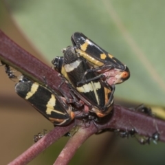 Eurymeloides pulchra at Hawker, ACT - 10 Feb 2019 03:09 PM