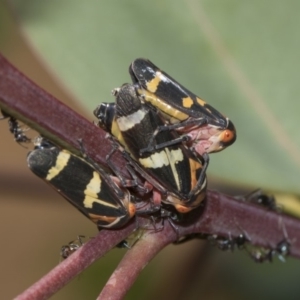 Eurymeloides pulchra at Hawker, ACT - 10 Feb 2019 03:09 PM