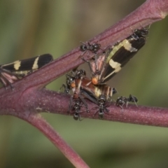 Eurymeloides pulchra at Hawker, ACT - 10 Feb 2019 03:09 PM