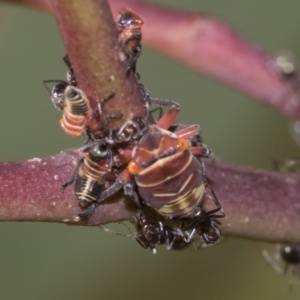 Eurymeloides pulchra at Hawker, ACT - 10 Feb 2019 03:09 PM