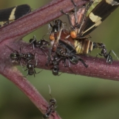 Iridomyrmex sp. (genus) (Ant) at Hawker, ACT - 10 Feb 2019 by Alison Milton