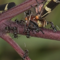 Iridomyrmex sp. (genus) (Ant) at Hawker, ACT - 10 Feb 2019 by AlisonMilton