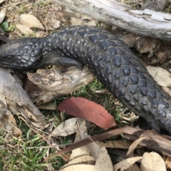 Tiliqua rugosa (Shingleback Lizard) at Hackett, ACT - 2 Oct 2018 by Machew