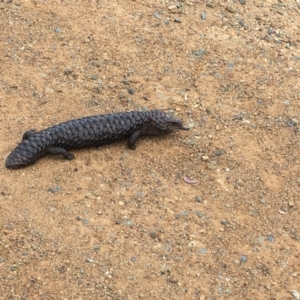 Tiliqua rugosa at Hackett, ACT - 18 Oct 2018 12:57 PM