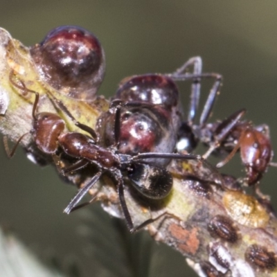 Iridomyrmex purpureus (Meat Ant) at Dunlop, ACT - 10 Feb 2019 by AlisonMilton
