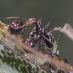 Iridomyrmex purpureus at Dunlop, ACT - 10 Feb 2019 11:36 AM