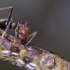 Iridomyrmex purpureus at Dunlop, ACT - 10 Feb 2019 11:36 AM