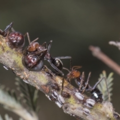 Iridomyrmex purpureus at Dunlop, ACT - 10 Feb 2019