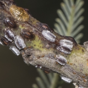 Coccidae sp. (family) at Dunlop, ACT - 10 Feb 2019