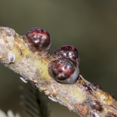 Coccidae sp. (family) (Unidentified coccid scale insect) at Dunlop, ACT - 10 Feb 2019 by AlisonMilton