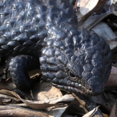 Tiliqua rugosa (Shingleback Lizard) at Ainslie, ACT - 24 Jan 2019 by jb2602