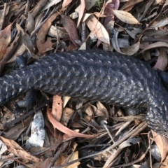 Tiliqua rugosa at Ainslie, ACT - 24 Jan 2019