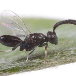 Chalcidoidea (superfamily) at Acton, ACT - 11 Feb 2019