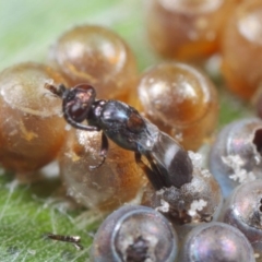 Chalcidoidea (superfamily) at Acton, ACT - 11 Feb 2019