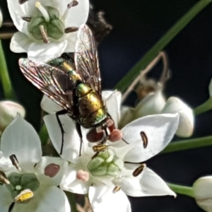 Lucilia sp. (genus) at Isaacs, ACT - 11 Feb 2019