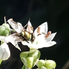 Lucilia sp. (genus) at Isaacs, ACT - 11 Feb 2019