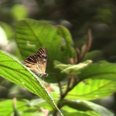 Heteronympha banksii (Banks' Brown) at Paddys River, ACT - 10 Mar 2015 by DPRees125