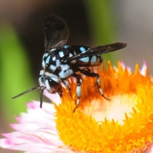 Thyreus caeruleopunctatus at Acton, ACT - 11 Feb 2019