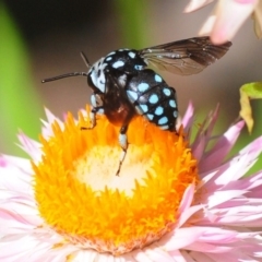 Thyreus caeruleopunctatus at Acton, ACT - 11 Feb 2019