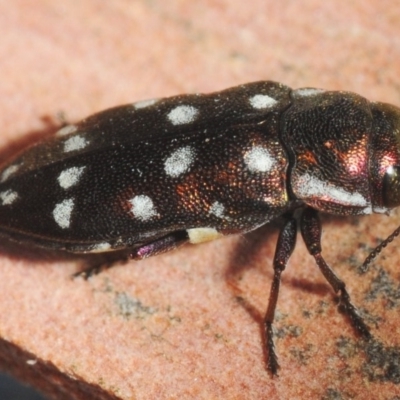 Diphucrania duodecimmaculata (12-spot jewel beetle) at ANBG - 10 Feb 2019 by Harrisi