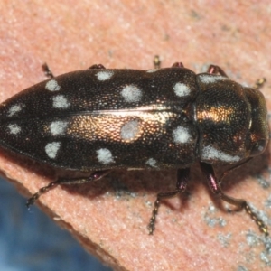 Diphucrania duodecimmaculata at Acton, ACT - 11 Feb 2019