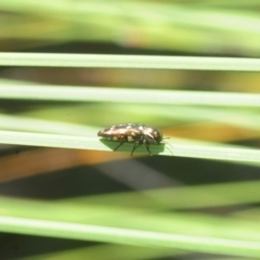 Diphucrania duodecimmaculata at Acton, ACT - 11 Feb 2019 09:55 AM