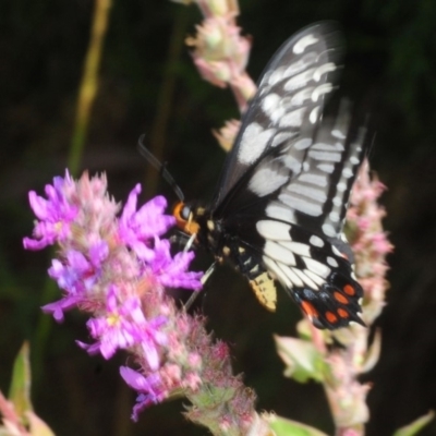 Papilio anactus (Dainty Swallowtail) at Acton, ACT - 11 Feb 2019 by Harrisi