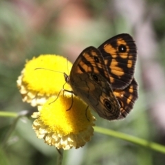 Heteronympha cordace (Bright-eyed Brown) at Paddys River, ACT - 10 Feb 2019 by HarveyPerkins