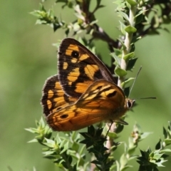 Heteronympha penelope (Shouldered Brown) at Paddys River, ACT - 10 Feb 2019 by HarveyPerkins