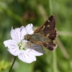 Dispar compacta (Barred Skipper) at Paddys River, ACT - 10 Feb 2019 by HarveyPerkins