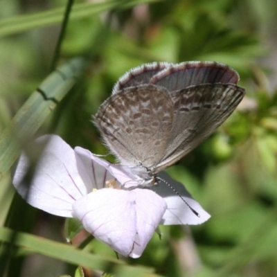 Zizina otis (Common Grass-Blue) at Paddys River, ACT - 10 Feb 2019 by HarveyPerkins