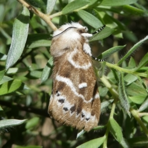 Porela subfasciata at Cotter River, ACT - 10 Feb 2019 03:09 PM