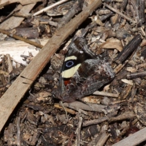 Vanessa itea at Paddys River, ACT - 10 Feb 2019 03:49 PM