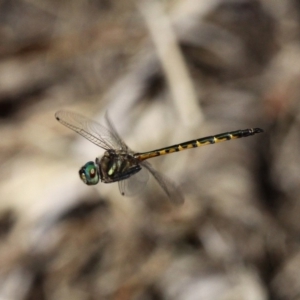 Hemicordulia australiae at Paddys River, ACT - 10 Feb 2019 03:47 PM