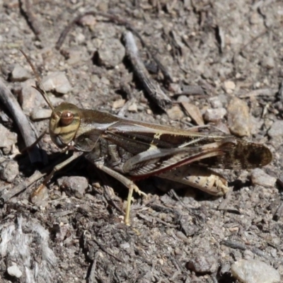 Gastrimargus musicus (Yellow-winged Locust or Grasshopper) at Paddys River, ACT - 10 Feb 2019 by HarveyPerkins