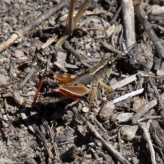 Phaulacridium vittatum at Paddys River, ACT - 10 Feb 2019