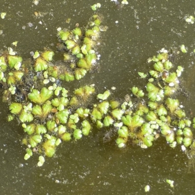 Ricciocarpos natans (Floating Liverwort) at Fyshwick, ACT - 10 Feb 2019 by RWPurdie