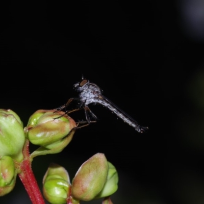 Cerdistus sp. (genus) (Yellow Slender Robber Fly) at Pearce, ACT - 22 Jan 2019 by kris71311