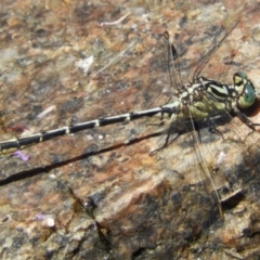 Austrogomphus guerini (Yellow-striped Hunter) at Rendezvous Creek, ACT - 11 Feb 2019 by Christine