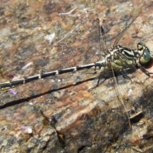 Austrogomphus guerini at Rendezvous Creek, ACT - 11 Feb 2019