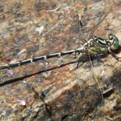 Austrogomphus guerini (Yellow-striped Hunter) at Rendezvous Creek, ACT - 11 Feb 2019 by Christine