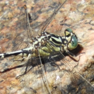 Austrogomphus guerini at Rendezvous Creek, ACT - 11 Feb 2019