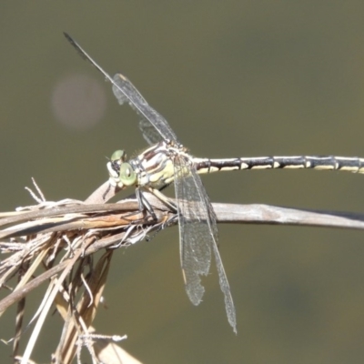 Austrogomphus guerini (Yellow-striped Hunter) at Rendezvous Creek, ACT - 11 Feb 2019 by Christine