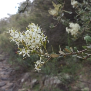 Bursaria spinosa at Banks, ACT - 12 Jan 2019 06:48 PM