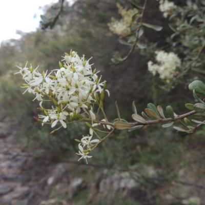 Bursaria spinosa (Native Blackthorn, Sweet Bursaria) at Banks, ACT - 12 Jan 2019 by michaelb