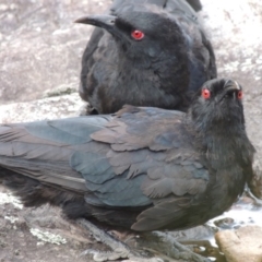 Corcorax melanorhamphos (White-winged Chough) at Rob Roy Range - 12 Jan 2019 by michaelb