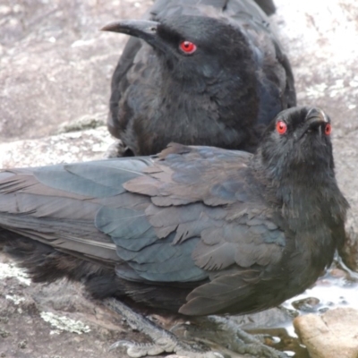 Corcorax melanorhamphos (White-winged Chough) at Rob Roy Range - 12 Jan 2019 by michaelb