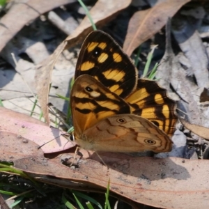Heteronympha paradelpha at Paddys River, ACT - 11 Feb 2019 12:19 PM